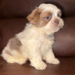 Parti Boy - Lilac male Shih Tzu puppy in Albany, New York from Precious Shihpoo’s and Luxurious Shih Tzu’s