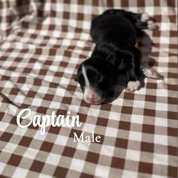 Captain - Black & white male Australian Shepherd puppy in San Tan Valley, Arizona from SJR AUSSIES