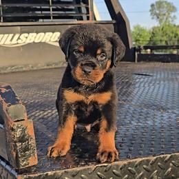 BOY 1 - Black and mahogany male Rottweiler puppy in Holts Summit, Missouri from Hurleyhaus Rottweilers