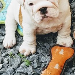 Bulldogs from Blazer Bulldog