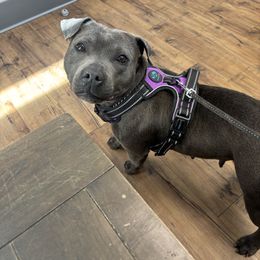 Hazel - Staffordshire Bull Terrier