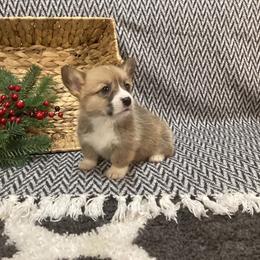 Clara - Red female Pembroke Welsh Corgi puppy in Narvon, Pennsylvania from Corgi Companions (license number 18998)