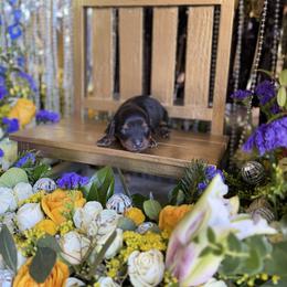 Millie - Black and tan female Dachshund puppy in Wills Point, Texas from Duck Creek Farm