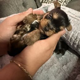 Biscuit - Blue and gold male Yorkshire Terrier puppy in Phoenix, Arizona from De La Cruz Yorkies