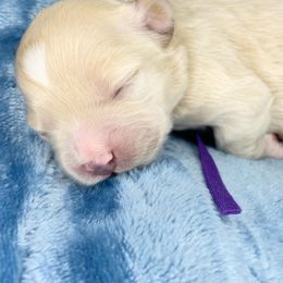 Maddie - Cream female Cockapoo puppy in Bedford, Iowa from Our Father’s Doodles