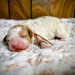 Valentino - Parti male Goldendoodle puppy in Pittsburg, Texas from Grace Springs Goldendoodles