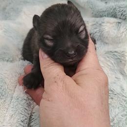 Boy 1 - Orange sable male Pomeranian puppy in Tulsa County, Oklahoma from CP Kennels
