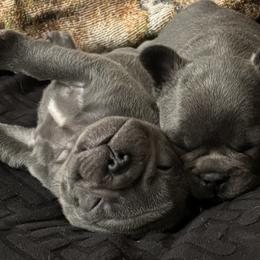 French Bulldogs from SC colored french bulldogs