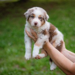 Apollo - Red merle male Australian Shepherd puppy in Monroe, Georgia from Lovable Little Aussies