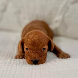 Biscuit - Apricot male Cavapoo puppy in La Vernia, Texas from Texas Teddy Bears