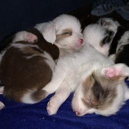 Toy Australian Shepherd Puppies from Desert Fox Aussies
