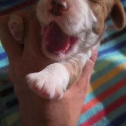 Classic blenheim - Blenheim male Cavalier King Charles Spaniel puppy in Wimberley, Texas from Amazing AKC Puppies