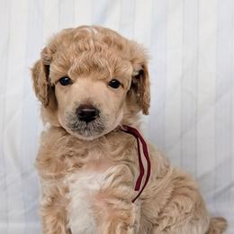 Brown Boy - Cream male Poodle puppy in Hillsboro, Illinois from Sarah's Poodles