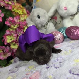 Little Lucy - Brown female Shihpoo puppy in Delphos, Ohio from Route 66 Poodles & Doodles, Sapphire Shih-tzu's of Ohio