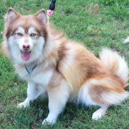 Chloe - Pomsky puppy from Highpoint Pomskies