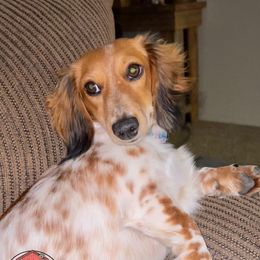 Dutchess - Dachshund