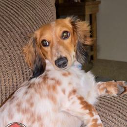 Dutchess - Dachshund