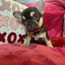 French Bulldog Puppies from Fancy Frenchies