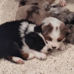 Australian Shepherd Puppies from Burning Heart Aussies