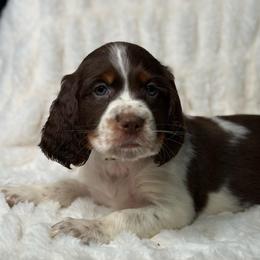 White girl - Liver white and tan female English Springer Spaniel puppy in Fairfield, California from Goldridge Springers