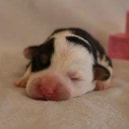 Liberty - Black and tan female Pembroke Welsh Corgi puppy in Arcanum, Ohio from Weissway Corgis