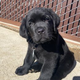 Labrador Retriever puppies from Bel Amour
