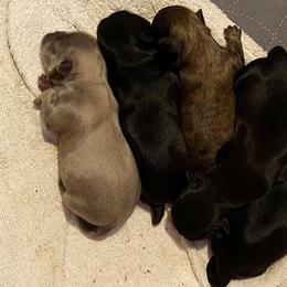 Shih Tzu Puppies from Precious Tzu Crew