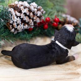 Croissant - Tri-color female Bernedoodle puppy in Queen Creek, Arizona from Dulcito Doodles