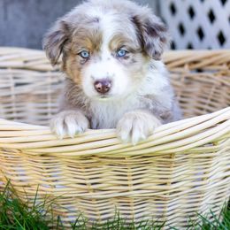 Border Collie, Miniature American Shepherd, and Miniature Australian Shepherd Puppies from Greenbriar Hills
