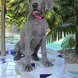 Weimaraner Puppies from Greyborn Weimaraners