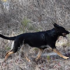 German Shepherds from Shepherd's Meadow Guardians