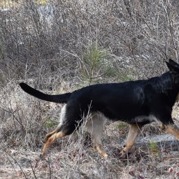 German Shepherds from Shepherd's Meadow Guardians