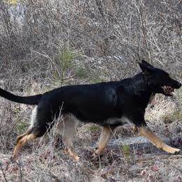 German Shepherds from Shepherd's Meadow Guardians