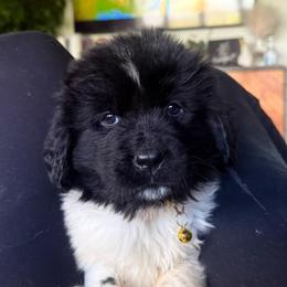 Newfoundland puppies from Kinson Ridge Giants