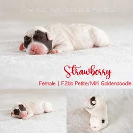 Strawberry - Parti female Goldendoodle puppy in Woodruff, South Carolina from Crooked Creek Doodles and Poodles