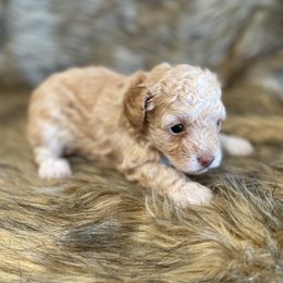 Lola -TOY - Apricot female Poodle puppy in Purdy, Missouri from The Dynasty