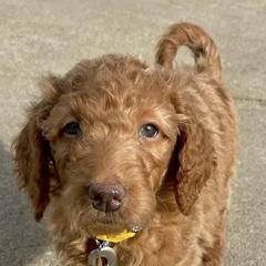 Goldendoodles and Poodles from Wild and Wonderful Poodles and Doodles