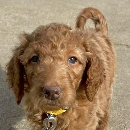 Goldendoodles and Poodles from Wild and Wonderful Poodles and Doodles