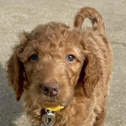Goldendoodles and Poodles from Wild and Wonderful Poodles and Doodles
