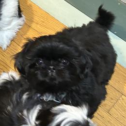 Girl 1 - Shih Tzu puppy in Royal Oak, Maryland from CID Love