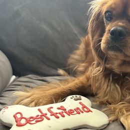 Cavalier King Charles Spaniels from Ruby’s Coastal Cavaliers