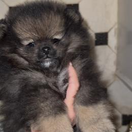 Rocky - Orange sable male Pomeranian puppy in Houston, Texas from Glow Up Pomeranians