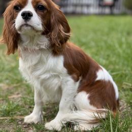 Diana - Cavalier King Charles Spaniel