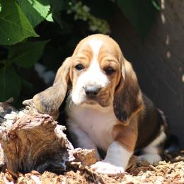 Max - Black white and brown male Basset Hound puppy in Idaho from Welcome Home Bassets