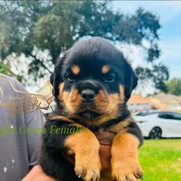 Lime Green Girl - Black and mahogany female Rottweiler puppy in Humble, Texas from Inexorable Haus Early Rotts
