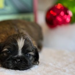 Shih Tzu Puppies from Sun Shih Tzu