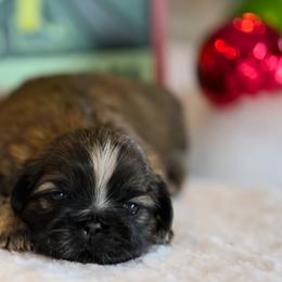 Shih Tzu Puppies from Sun Shih Tzu
