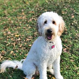 Penny - Goldendoodle