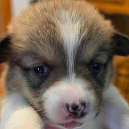 BEAU - Sable female Pembroke Welsh Corgi puppy in New Douglas, Illinois from Millerbaughs Country Corgis