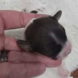 Scarlett - Red white and sable female Papillon puppy in Hollister, Missouri from Swan Creek Kennel